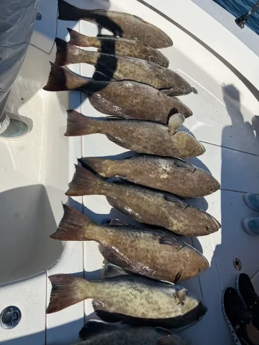 new-boats-for-sale-tamps-7-29-26-5